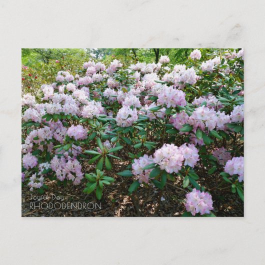 Rhododendron "Joyful Day" Briefkaart (Voorkant)