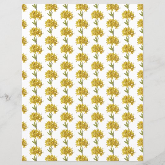 Rhododendron luteum (Pontic Azalea) (Achterkant)