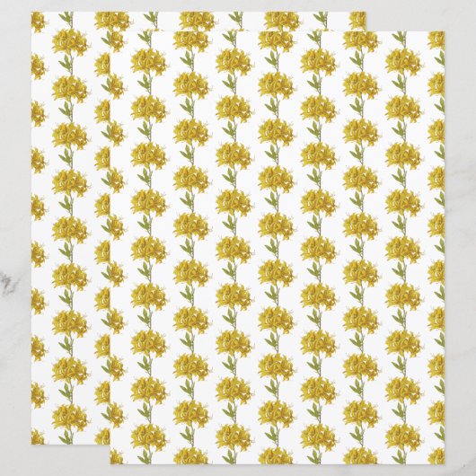 Rhododendron luteum (Pontic Azalea) (Voorkant / Achterkant)