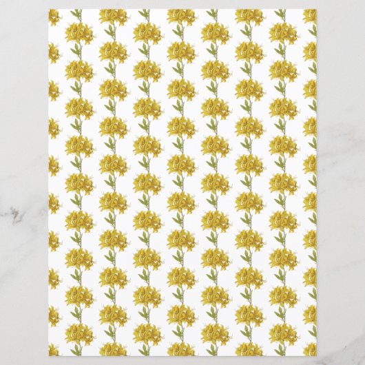 Rhododendron luteum (Pontic Azalea) (Voorkant)