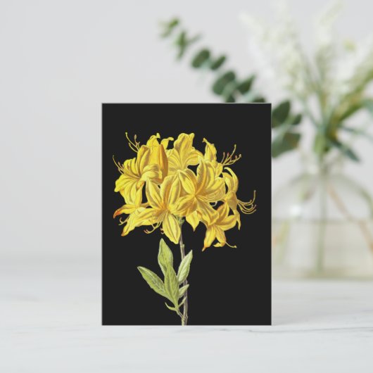 Rhododendron luteum (Pontic Azalea) Briefkaart (Staand voorkant)