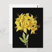 Rhododendron luteum (Pontic Azalea) Briefkaart (Voorkant / Achterkant)