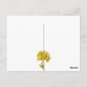 Rhododendron luteum (Pontic Azalea) Briefkaart (Achterkant)