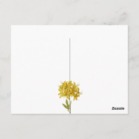 Rhododendron luteum (Pontic Azalea) Briefkaart (Achterkant)