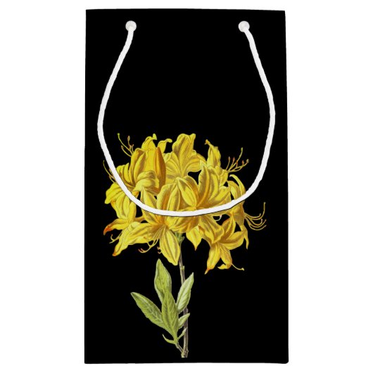 Rhododendron luteum (Pontic Azalea) Klein Cadeauzakje (Achterkant)