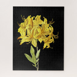 Rhododendron luteum (Pontic Azalea) Legpuzzel