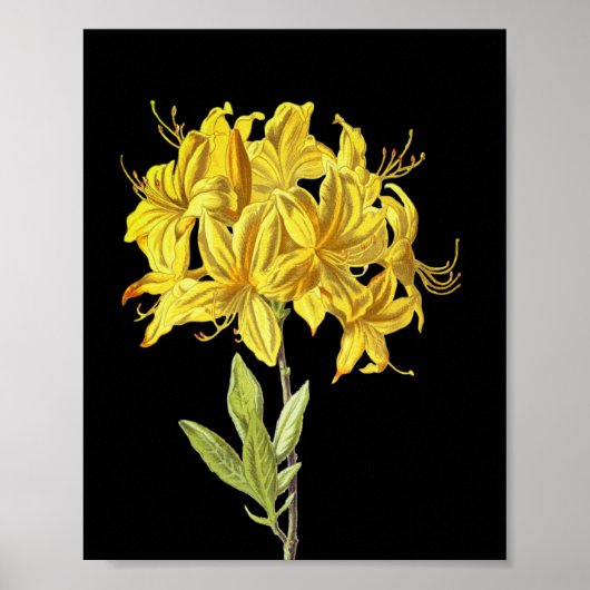 Rhododendron luteum (Pontic Azalea) Poster (Voorkant)