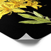 Rhododendron luteum (Pontic Azalea) Poster (Hoek)