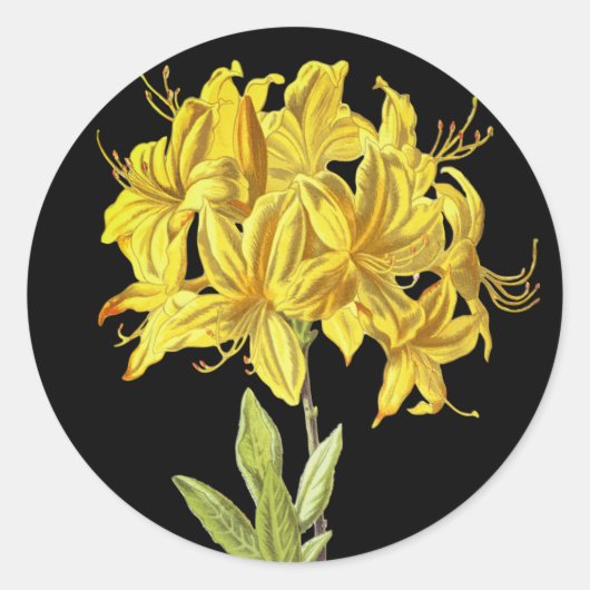 Rhododendron luteum (Pontic Azalea) Ronde Sticker (Voorkant)