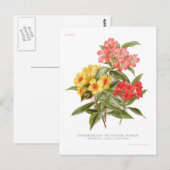 Rhododendron multicolor hybriden briefkaart (Voorkant / Achterkant)