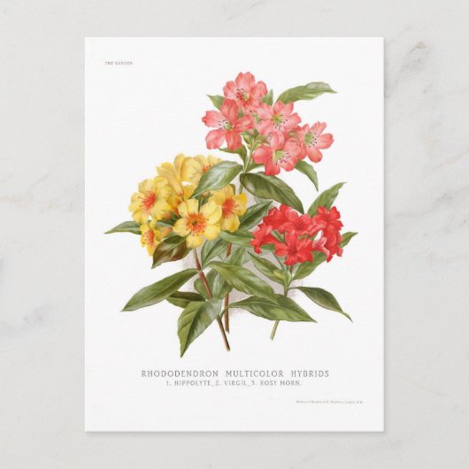 Rhododendron multicolor hybriden briefkaart (Voorkant)
