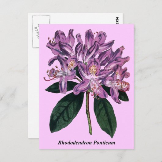 Rhododendron Ponticum Briefkaart (Voorkant / Achterkant)