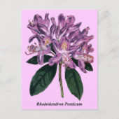 Rhododendron Ponticum Briefkaart (Voorkant)