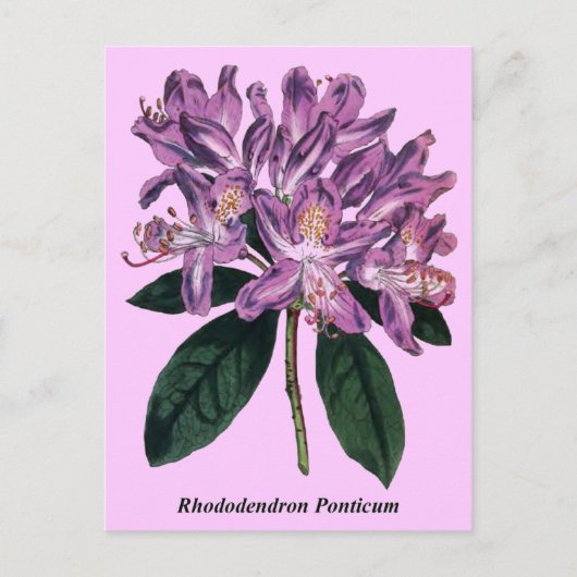 Rhododendron Ponticum Briefkaart (Voorkant)