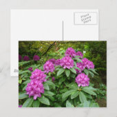 Rhododendron Ponticum Briefkaart (Voorkant / Achterkant)