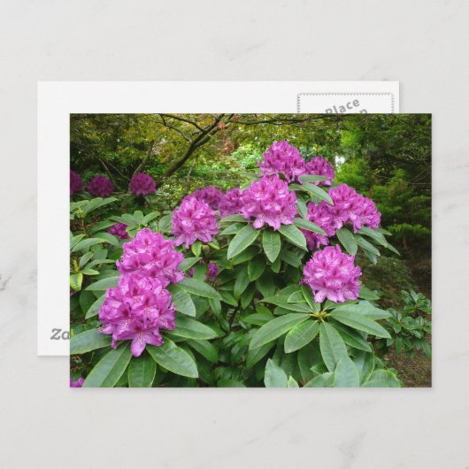 Rhododendron Ponticum Briefkaart (Voorkant / Achterkant)