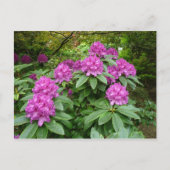 Rhododendron Ponticum Briefkaart (Voorkant)