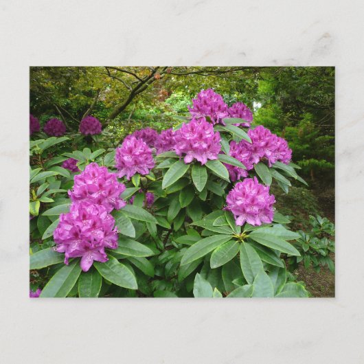 Rhododendron Ponticum Briefkaart (Voorkant)
