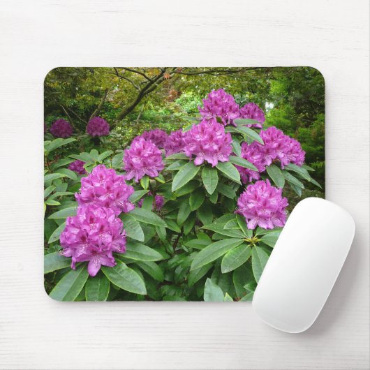 Rhododendron Ponticum Muismat (Met muis)