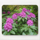 Rhododendron Ponticum Muismat (Voorkant)