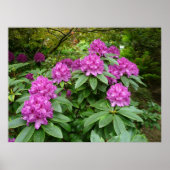Rhododendron Ponticum Poster (Voorkant)