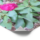 Rhododendron Poster (Hoek)