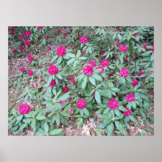 Rhododendron Poster (Voorkant)