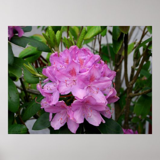 Rhododendron Poster (Voorkant)