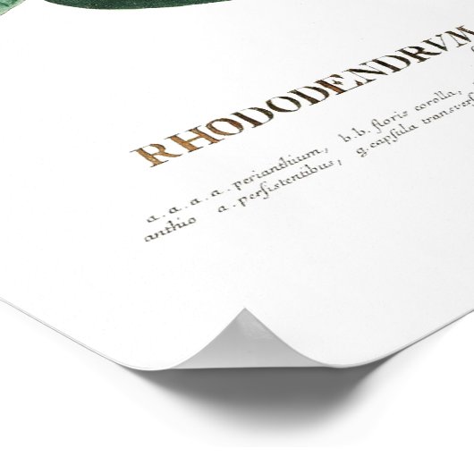 Rhododendron Poster (Hoek)