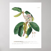 Rhododendron Poster (Voorkant)