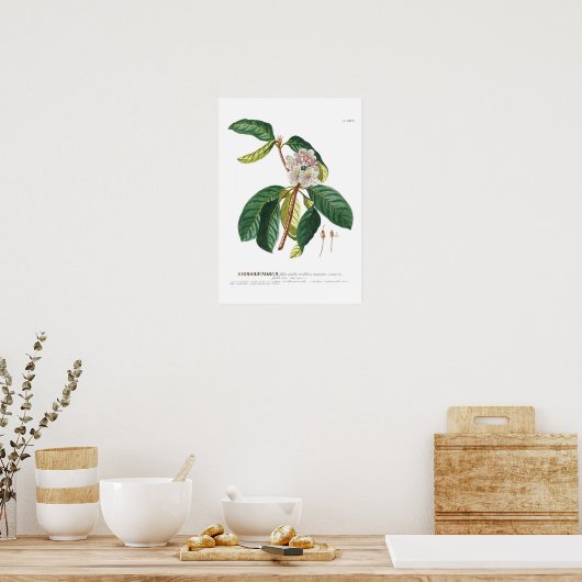 Rhododendron Poster (Keuken)