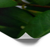 Rhododendron Poster (Hoek)