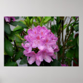 Rhododendron Poster (Voorkant)