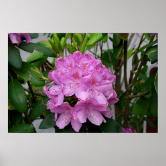 Rhododendron Poster