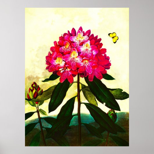 Rhododendron Poster (Voorkant)