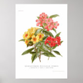 Rhododendron Poster (Voorkant)