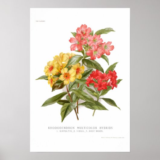 Rhododendron Poster (Voorkant)