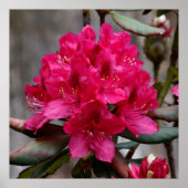 Rhododendron Poster (Voorkant)