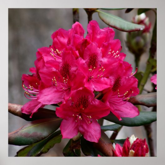 Rhododendron Poster (Voorkant)