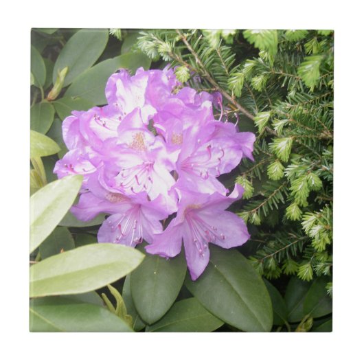 Rhododendron - Purple Flowers in Spring Tegeltje (Voorkant)