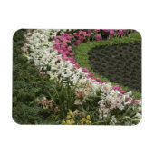 Rhododendron (Rhododendron catawbiense) Heath Magneet (Horizontaal)