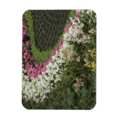 Rhododendron (Rhododendron catawbiense) Heath Magneet (Verticaal)