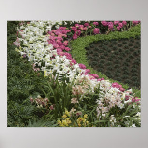 Rhododendron (Rhododendron catawbiense) Heath Poster