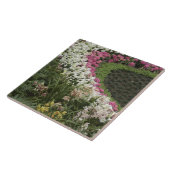 Rhododendron (Rhododendron catawbiense) Heath Tegeltje (Zijkant)