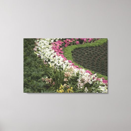 Rhododendron (Rhododendron catawbiense) Heide Canvas Afdruk (Voorkant)