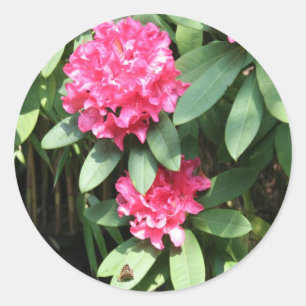Rhododendron Ronde Sticker