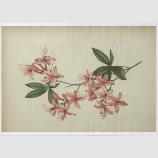 Rhododendron Studie Decoupage Papier (Voorkant)