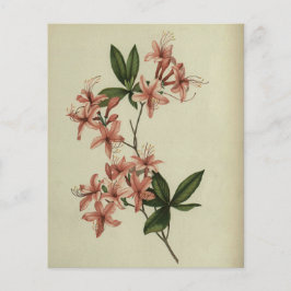Rhododendron Studie Scrapbook Papier