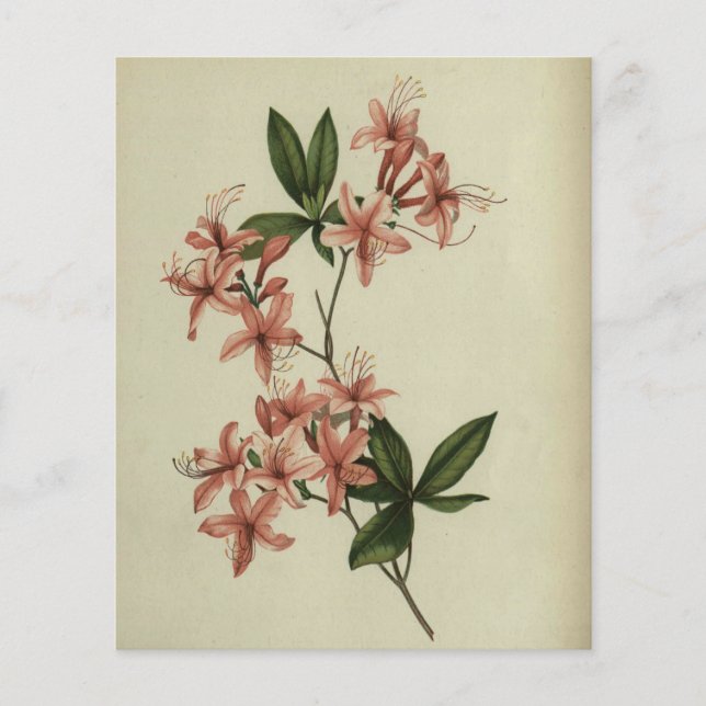 Rhododendron Studie Scrapbook Papier (Voorkant)