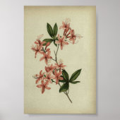 Rhododendron Studieposter Poster (Voorkant)